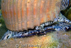 Got this close up of a Giant Tun about the size of a foot... by Jeff Newby 